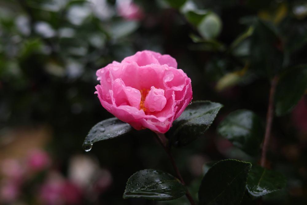 Pink camellia with raindrops on dark green leaves