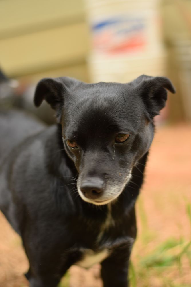 Close portrait of a black dog