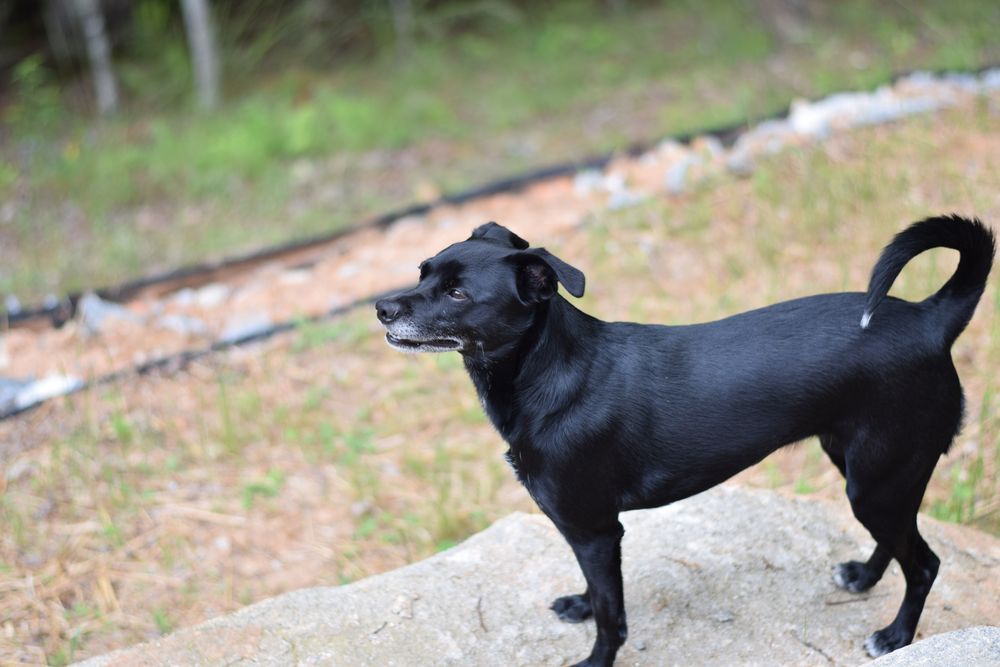 Black dog standing in a yard